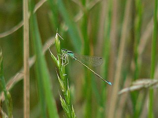 Ischnura asiatica(female)