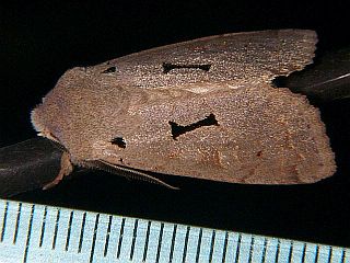 	Orthosia carnipennis
