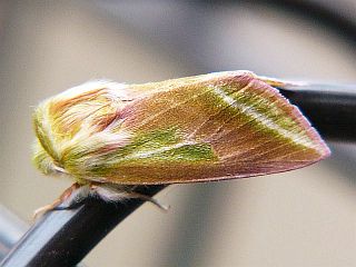 Pseudoips sylpha