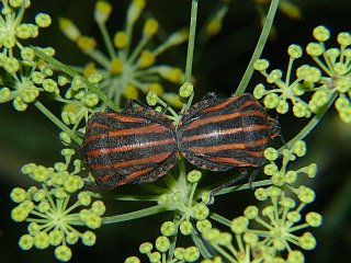 Graphosoma rubrolineatum