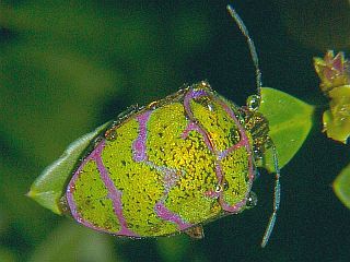 Poecilocoris lewisi