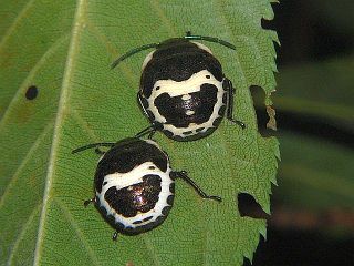 Poecilocoris lewisi