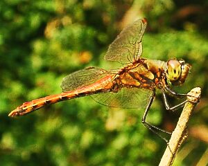 Sympetrum frequens