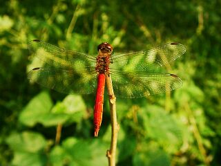 Sympetrum frequens