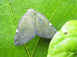 Pochazia albomaculata