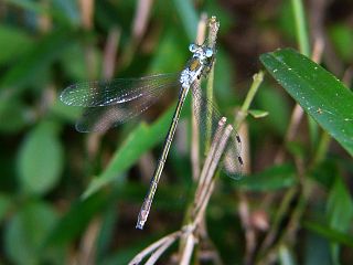 Lestes sponsa(female)