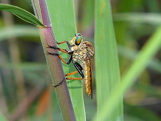 Cophinopoda chinensis