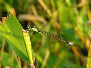 Ischnura senegalensis(female)