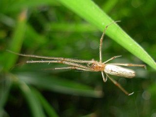 Tetragnatha praedonia