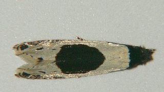 Morophaga bucephala