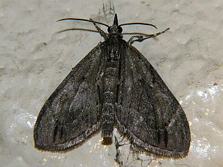 Epilobophora obscuraria