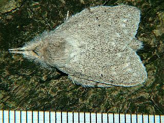 Cnethodonta grisescens grisescens