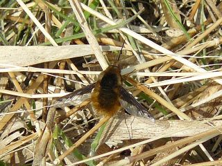 Bombylus major