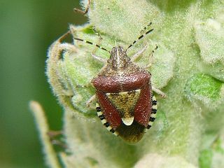 Dolycoris baccarum