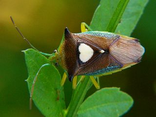 Sastragala esakii