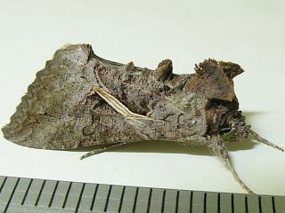 Ctenoplusia albostriata