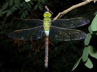 Anax parthenope(female)