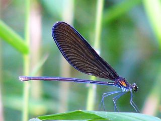 Calopteryx atrata (female)