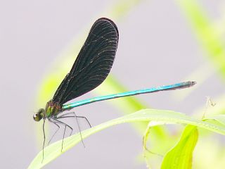 Calopteryx atrata (male)