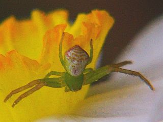 Misumenops tricuspidatus