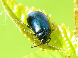 Agelastica coerulea