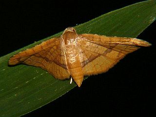 Rhodoneura hyphaema