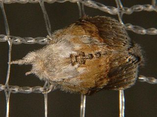 Stauropus basalis basalis