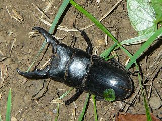 Dorcus titanus pilifer