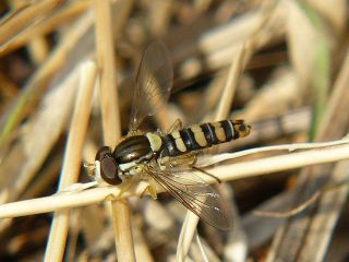 Sphaerophoria macrogaster