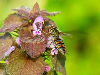 Episyrphus balteatus