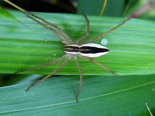 Dolomedes sulfureus