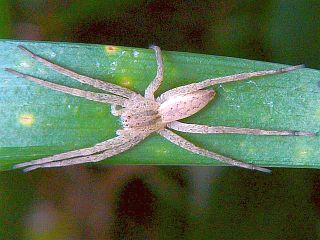 Dolomedes sulfureus