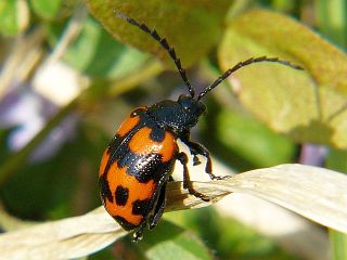 Gallerucida bifasciata