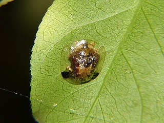 Cassida versicolor