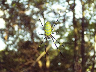 Nephila clavata