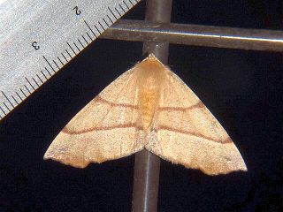 Colotois pennaria ussuriensis