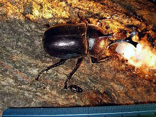 Allomyrina dichotoma septentrionalis