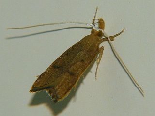 Lecitholaxa thiodora