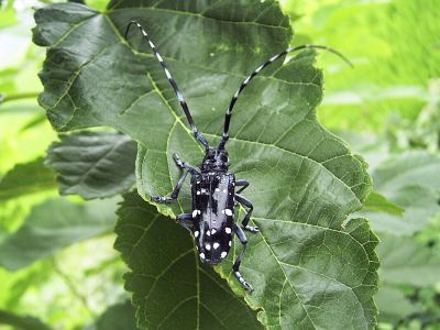 Anoplophora malasiaca