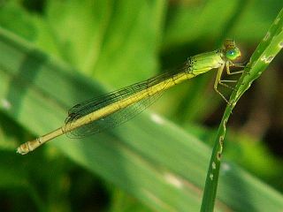 Ceriagrion melanurum(female)