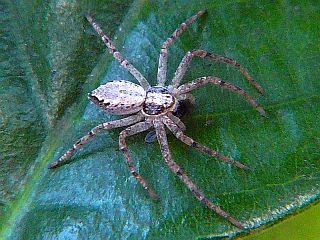 Philodromus auricomus