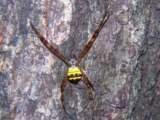 Argiope minuta