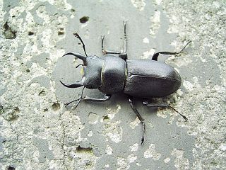 Dorcus rectus 