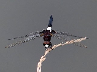 Pseudothemis zonata(female)