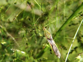 Leptocorisa chinensis