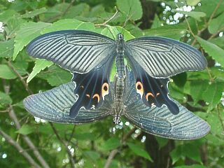 Papilio protenor