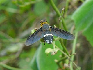 Ligyra tantalus