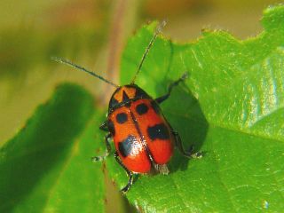 Cryptocephalus signaticeps