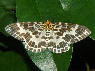 Pogonopygia nigralbata nigralbata 