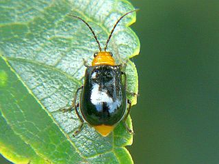 Aulacophora nigripennis